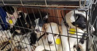 Over 200 Dogs Saved from Dog Meat Trade and Abuse Set to Fly to New Homes in the U.S.