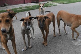 Animal activists accuse Chandigarh MC of botching up Dog Sterilisations