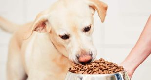 5 Little-Known Facts About Canine Nutrition Pets Parents Should Know