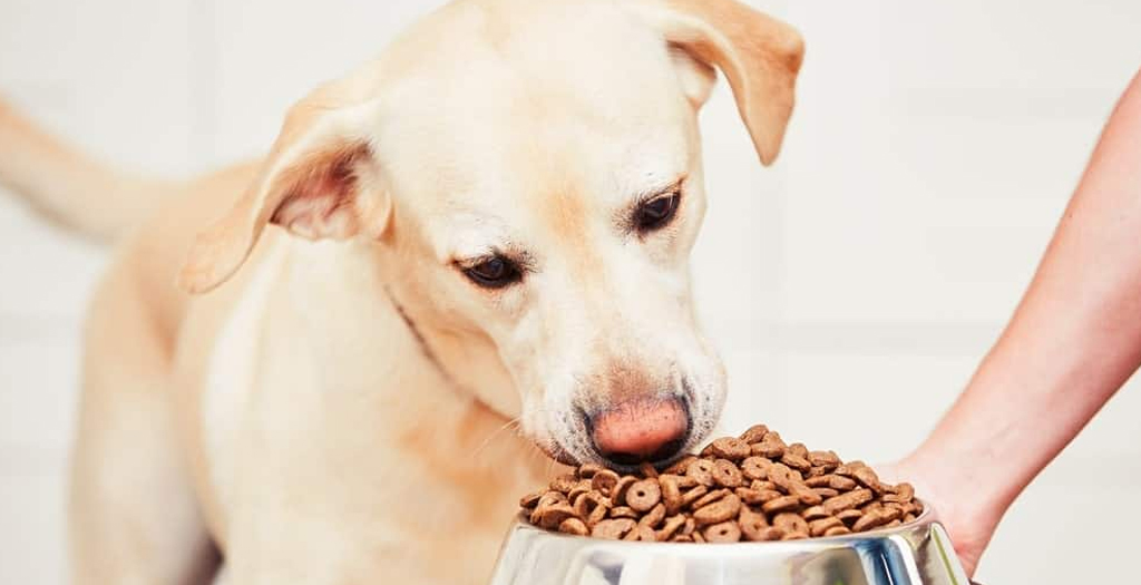 5 Little-Known Facts About Canine Nutrition Pets P
