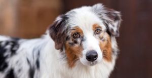 Facts You Need to Know Before Choosing an Australian Shepherd
