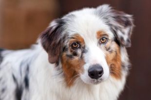 Facts You Need to Know Before Choosing an Australian Shepherd