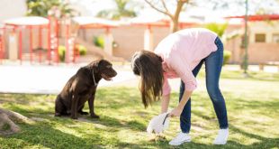 How To Be A Responsible Pet Parent? Scoop Up Your Dog's Poop!