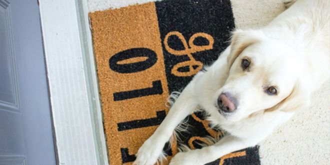 Why Do You Need To Upgrade to A Pet-friendly Doormat?
