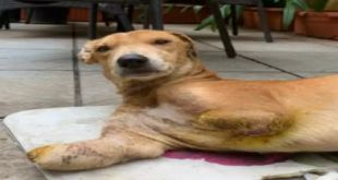 Dog Loses Front Legs in Acid Attack, FIR lodged
