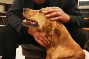 Golden Retriever Walks 62 Miles in Two Weeks to find its Owners