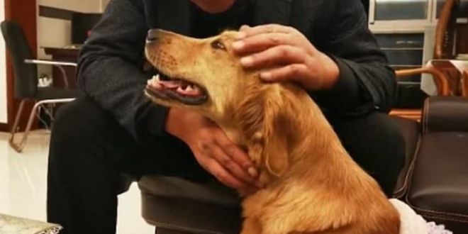 Golden Retriever Walks 62 Miles in Two Weeks to find its Owners