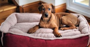 6 Tips for Buying the Perfect Dog Bed