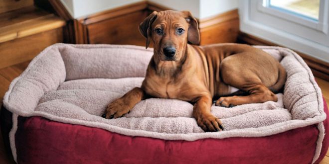 6 Tips for Buying the Perfect Dog Bed