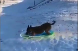 Dog Enjoys Snowboarding in Adorable Viral Video.