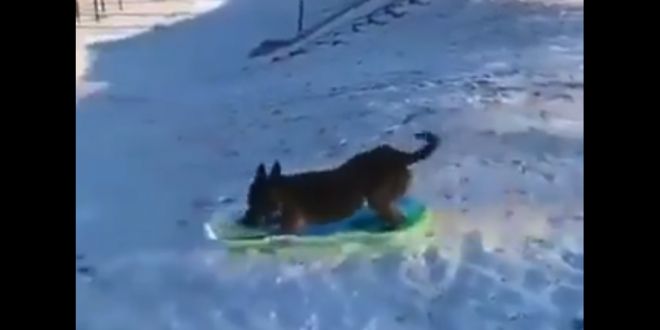 Dog Enjoys Snowboarding in Adorable Viral Video.