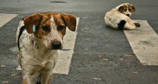 Man Riding Bike Loses Life while trying to Save Stray Dog in Tamil Nadu