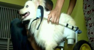 Pet Lover in Coimbatore Designs Wheelchair for Disabled Dog