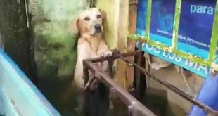 Stranded Dog Rescued amid Heavy Floods in Mexico, Video Leaves Netizens Emotional