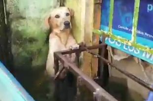 Stranded Dog Rescued amid Heavy Floods in Mexico, Video Leaves Netizens Emotional