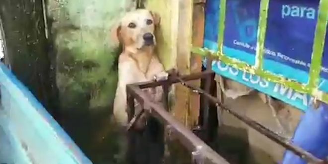 Stranded Dog Rescued amid Heavy Floods in Mexico, Video Leaves Netizens Emotional