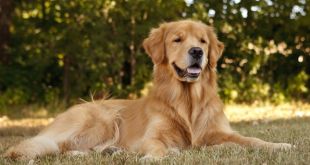 10 Dog-Care Facts Every Golden Retriever Dog's Owner Needs to Know