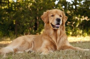 10 Dog-Care Facts Every Golden Retriever Dog's Owner Needs to Know