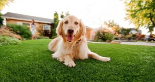 How Artificial Grass Could Be The Best Thing For Your Pet Dog?