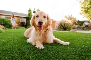 How Artificial Grass Could Be The Best Thing For Your Pet Dog?