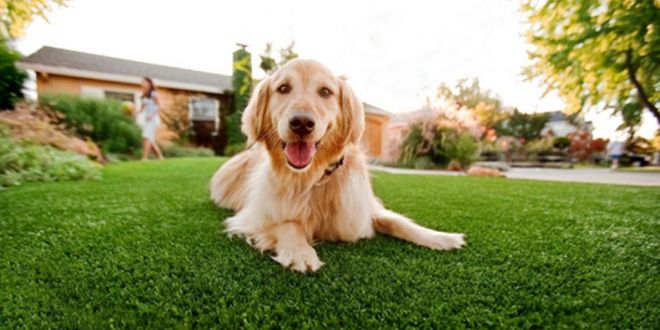 How Artificial Grass Could Be The Best Thing For Your Pet Dog?