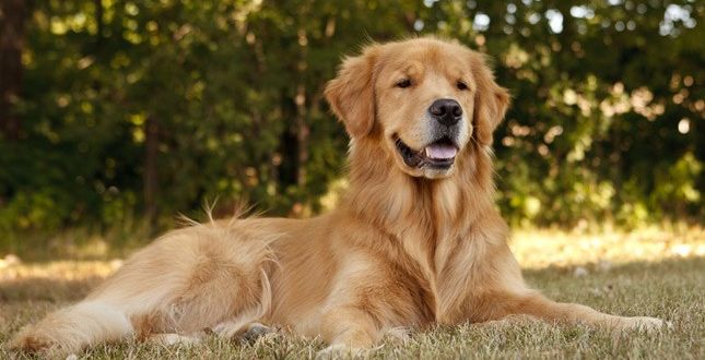 10 Dog-Care Facts Every Golden Retriever Dog's Owner Needs to Know