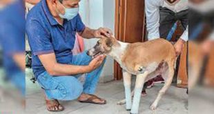 Pup that Lived after Coming Under Train in Faridabad finds Home in UKPup that Lived after Coming Under Train in Faridabad finds Home in UK