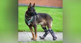 Hero Dog with Prosthetic Paws that Survived Gunfire to Save Others Given Highest Animal Honor