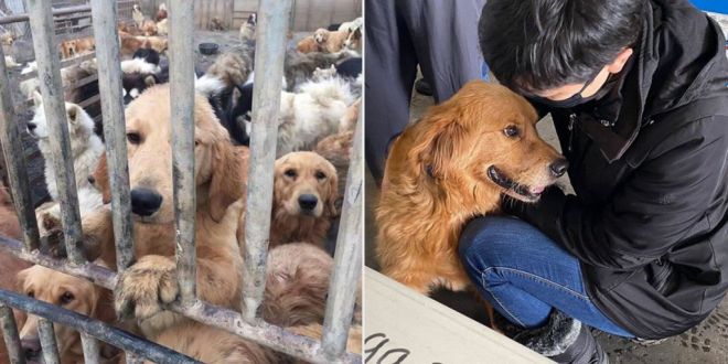 29 Dogs Rescued From China's Dog Meat Trade Reach the U.S. and Meet Their New Forever Families