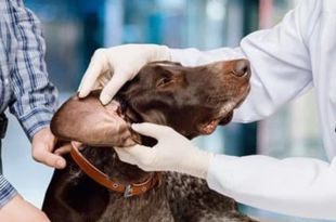 6 Home Remedies for Dog Ear Infections