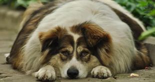 6 Warning Signs Your Dog Is Overweight