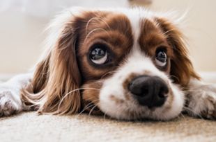 7 Proven Ways to Calm Your Anxious Dog