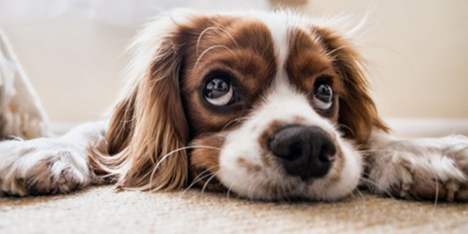 7 Proven Ways to Calm Your Anxious Dog