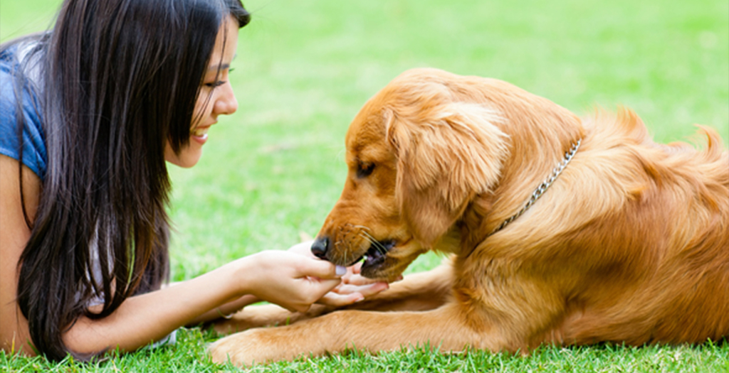 Five Natural Ways To Improve Your Dog’s Immune System | DogExpress