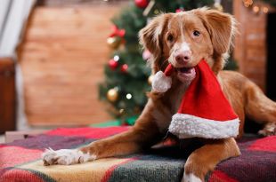 How To Celebrate Christmas With Your Fur Babies