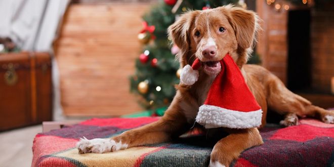 How To Celebrate Christmas With Your Fur Babies