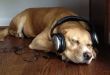 How Does Music Affect Your Dog’s Mood?