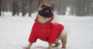 How To Make The Winter Comfortable For Dogs