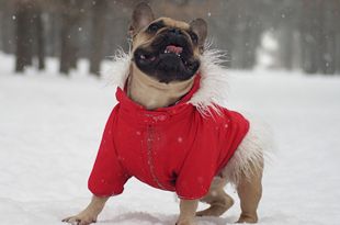 How To Make The Winter Comfortable For Dogs