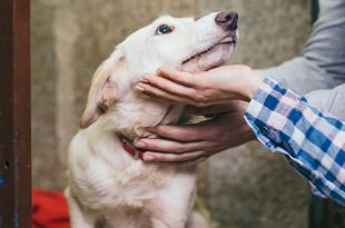 Tips to Help a Rescued Dog Adjust to a New Home
