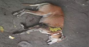Medical Negligence at Parel Centre killed Dog, Alleges Activist