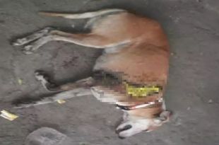Medical Negligence at Parel Centre killed Dog, Alleges Activist