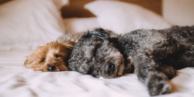 Sharing a Bed with your Dog: Look at the Pros and Cons