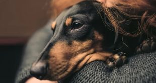 5 Natural Ways to fight Cancer In Dogs
