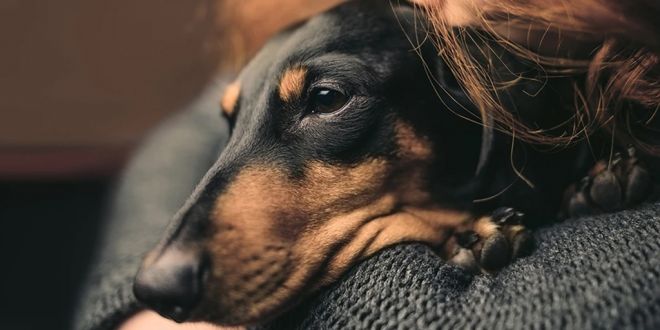 5 Natural Ways to fight Cancer In Dogs