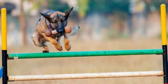 Sniffer Dog Awarded ‘Cop of the Month’ After she Solved a Royal Palace Robbery Case