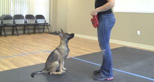7 Basic Commands Used to Train a Dog