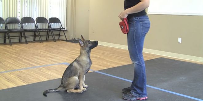 7 Basic Commands Used to Train a Dog