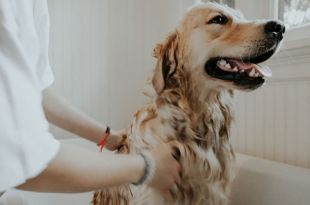 Four Essential Hygiene Tips for Dog Owners