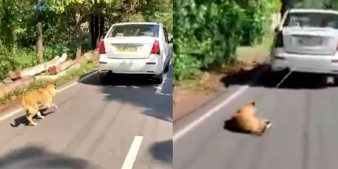 Pet Dog Tied To Car And Dragged On Road, Man arrested in Kerala